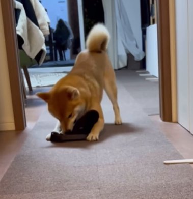 帽子で遊ぶ柴犬