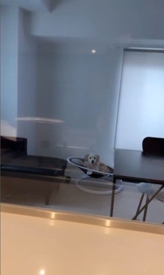 こたつ君と赤ちゃんの日常6