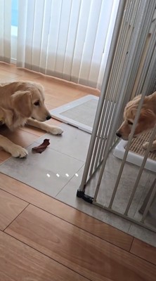 おやつを見つめる弟犬と、弟犬を見つめる姉犬