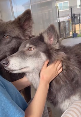 撫でられるウルフドッグ4