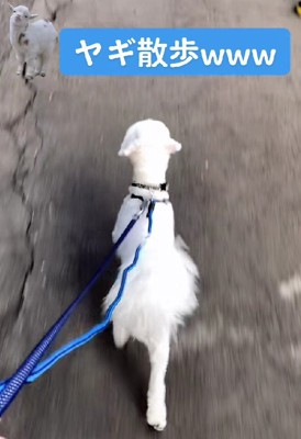 可愛い子ヤギとお散歩！？