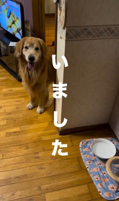 投稿主を見つめている大型犬