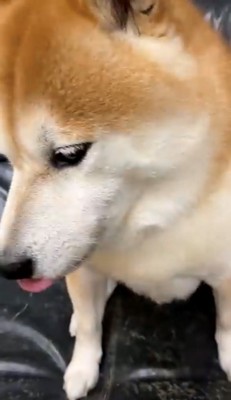 横を向いて黙る犬