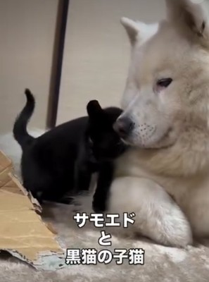 犬にくっつく猫3