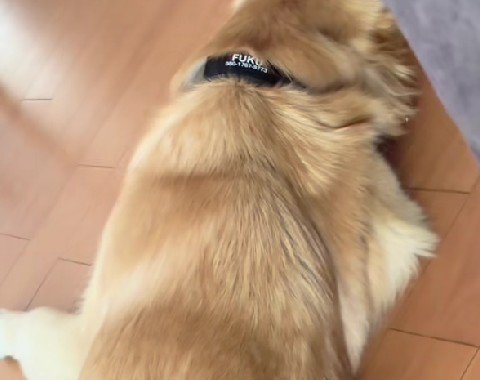 お昼寝中の福ちゃん