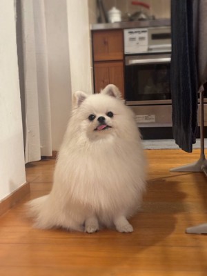 舌