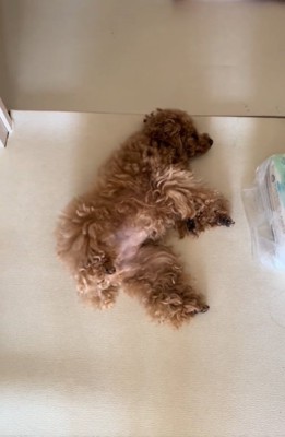 お腹を見せる犬