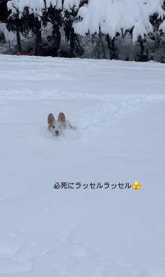 雪に埋もれるポムちゃん3