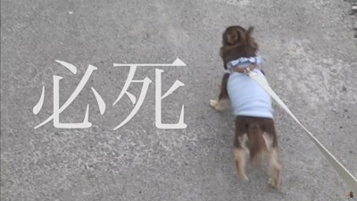 うにちゃんのお散歩拒否⑩