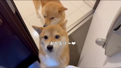 玄関から飼い主を見上げる2匹の柴犬