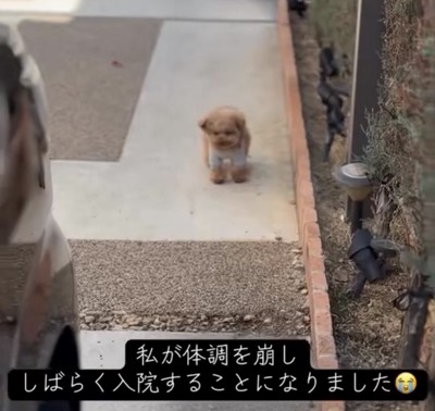 通路の先で立つ犬