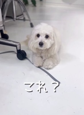 床に「伏せ」をしている白い犬