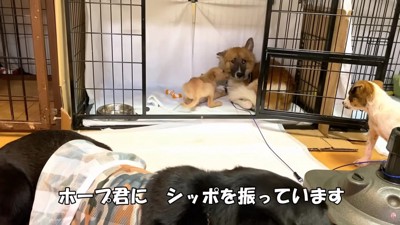 ホープくんのおうちへ♪