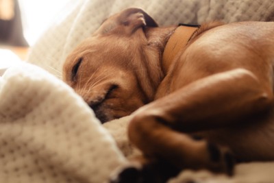 リラックスしている犬