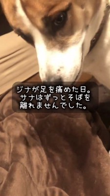 横になっている先住犬のそばでうつむく弟犬