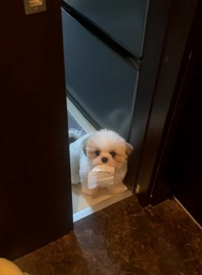 おすわりするよもぎくん