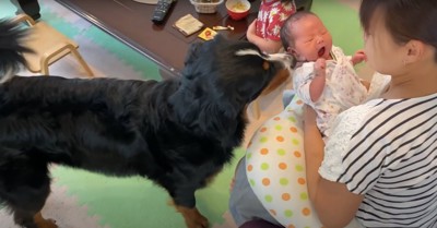 授乳クッションの上で抱っこされている新生児の耳元に鼻を寄せる大型犬