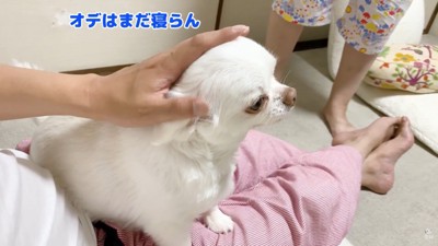 「まだ寝たくない」と主張するコハクくん