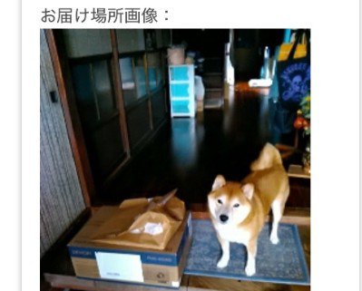 柴犬のコウちゃんが映ってる!!