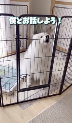 アピールの手は緩めない