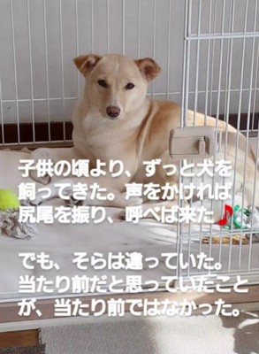 元野犬のそらちゃん