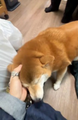 投稿主さんに撫でられるコムギックスさん