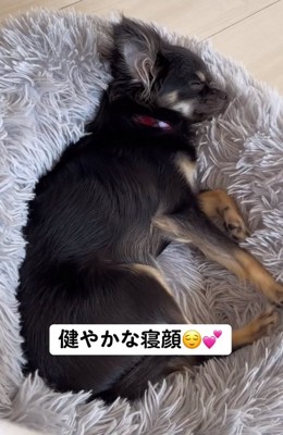 眠るちまきちゃん