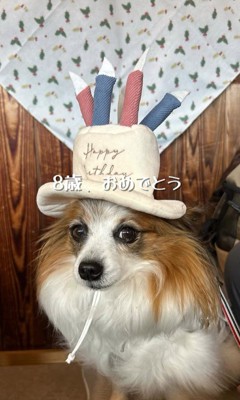 そらちゃんを迎えてからの日々9