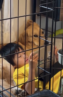 ケージのそばで寄り添う犬と人