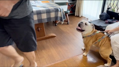 席を立つ老人と、老人の背中を見つめる犬