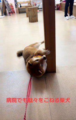 柱にしがみつく茶々麻呂之介くん