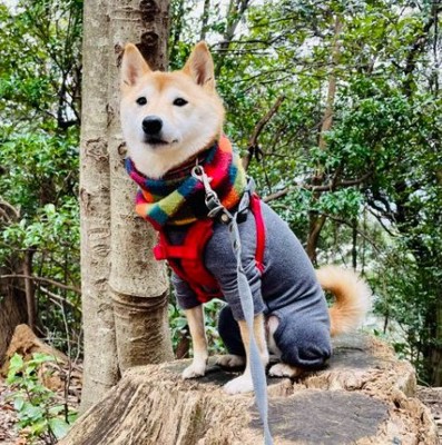 山登り