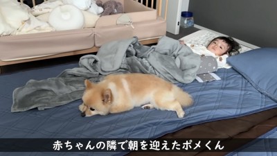 ポメくんと赤ちゃん
