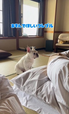 お父さんに遊んでほしい小型犬
