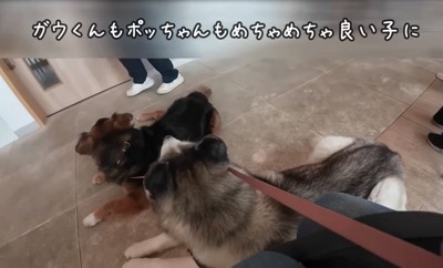 お利口に待つ犬