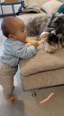 犬のおもちゃを口に入れる赤ちゃん