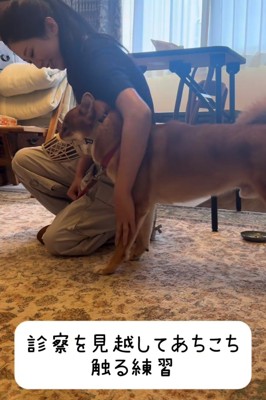 体に触れられても落ち着いている犬