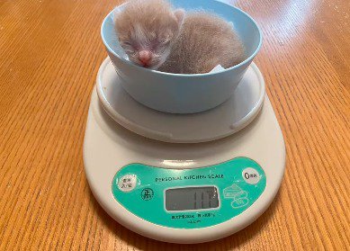 秤の上に乗せられた子猫