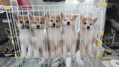 秋田犬専門犬舎【伊達天英荘】の投稿画像