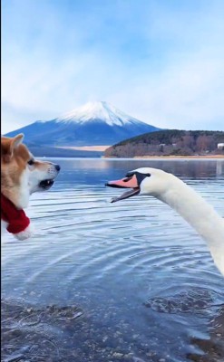 ゴン太くんVS白鳥8