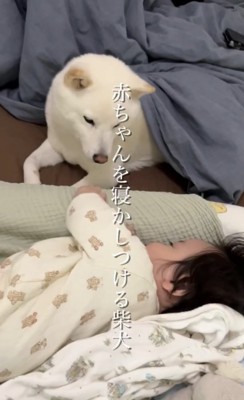 添い寝する犬