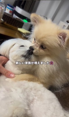 アムちゃんとアオくん2