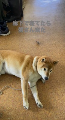 体を起こして飼い主を見つめる犬