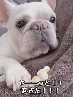 速やかにパクッ