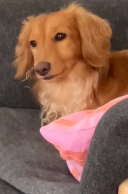 前を見るしまちゃん