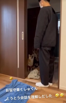 飼い主を見上げる柴犬