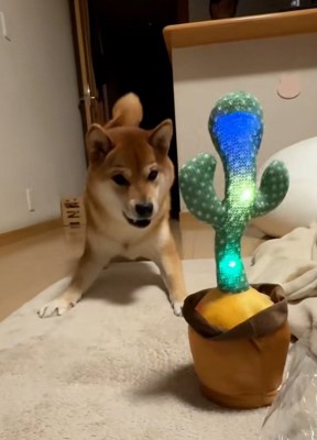 真似するサボテン