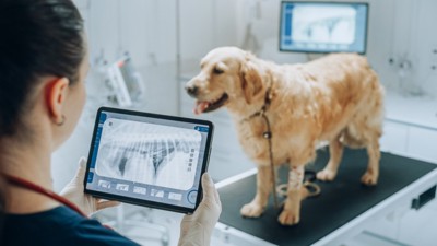 犬の前でレントゲン画像を確認する獣医師