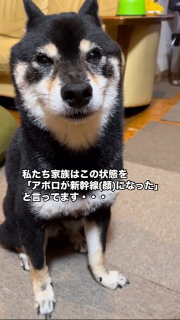 飛行機耳で動かない犬