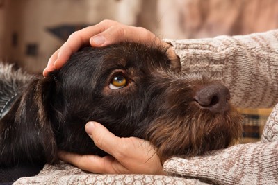 撫でられながら上目遣いの犬